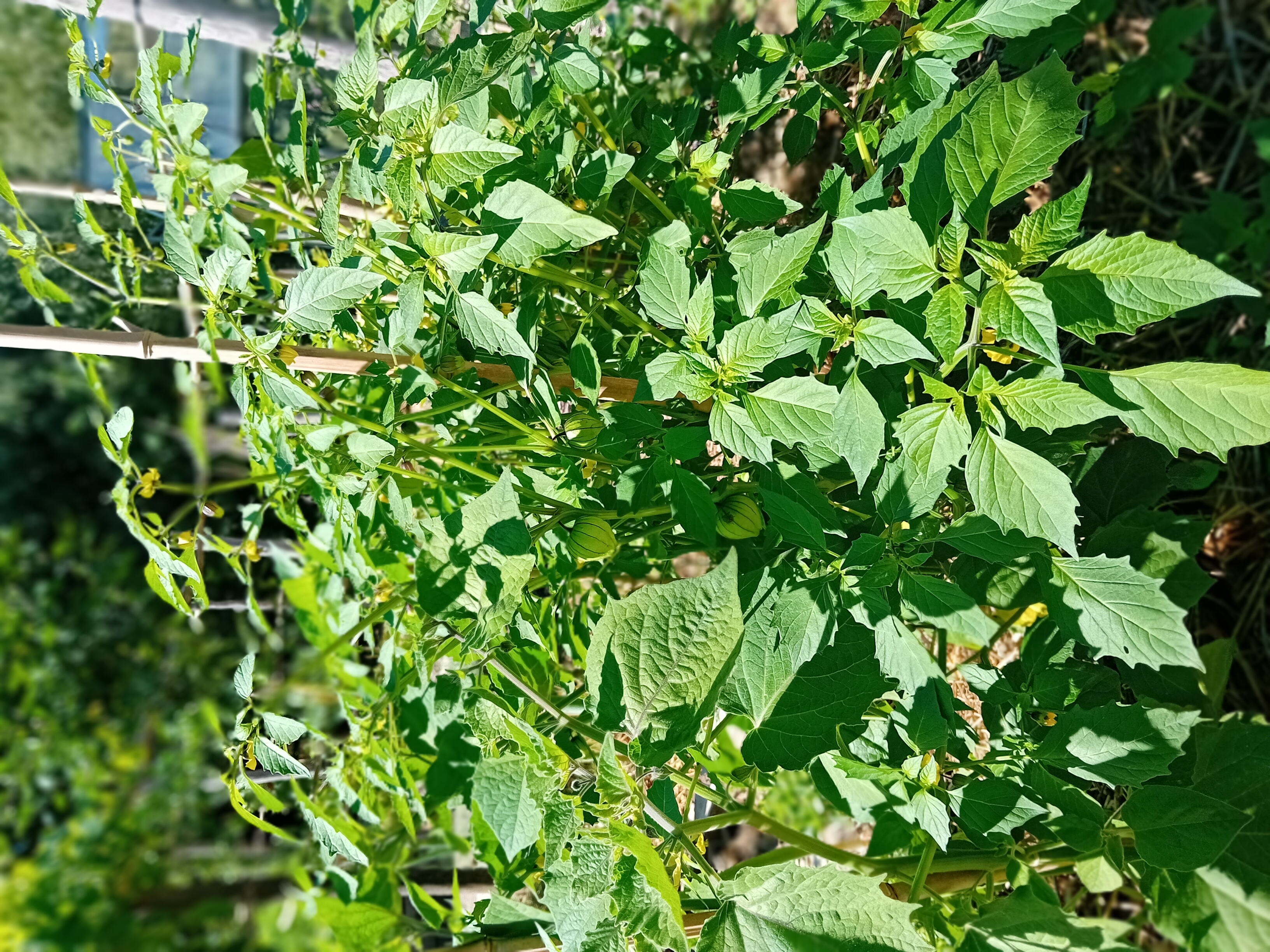 physalis.jpg